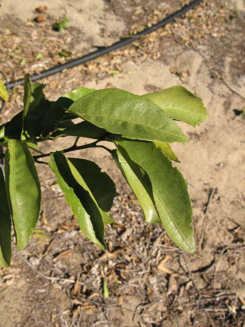            Sun leaves (Winter Haven, FL)   